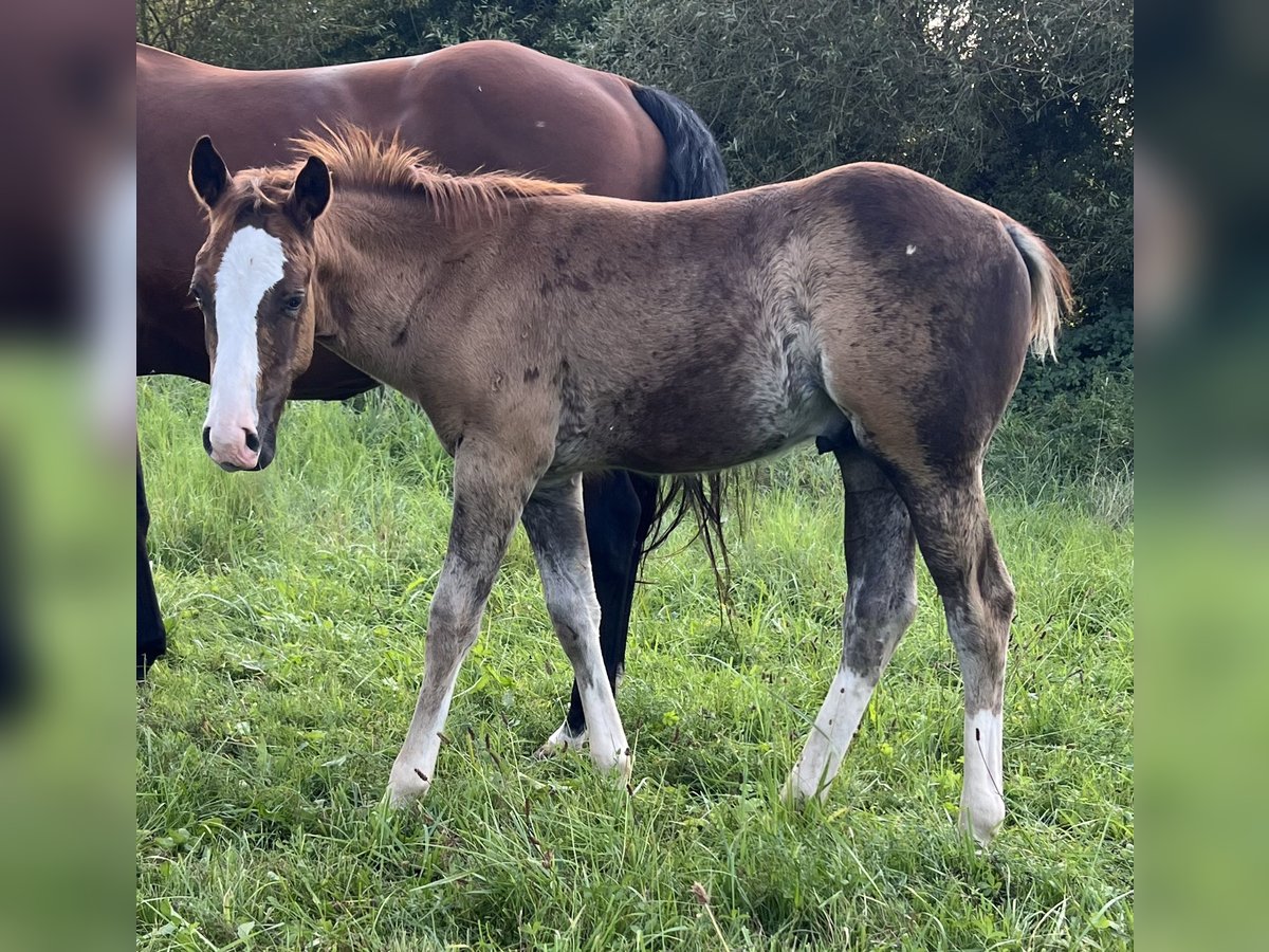 American Quarter Horse Stallion Foal (05/2025) 14,2 hh Chestnut in Bouxwiller