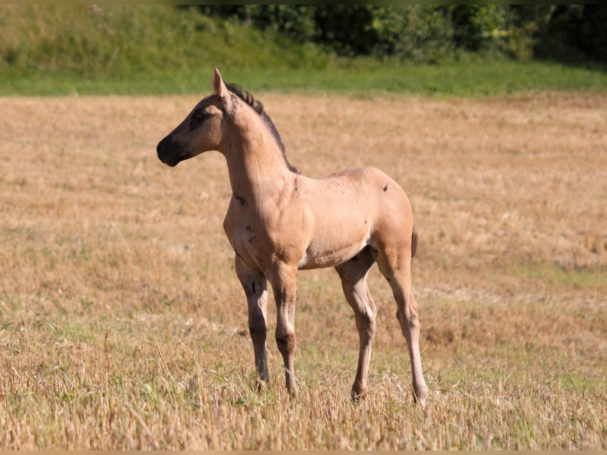 American Quarter Horse Stallion Foal (06/2025) 14,2 hh Grullo in Neukirchen bei Sulzbach-Rosenberg
