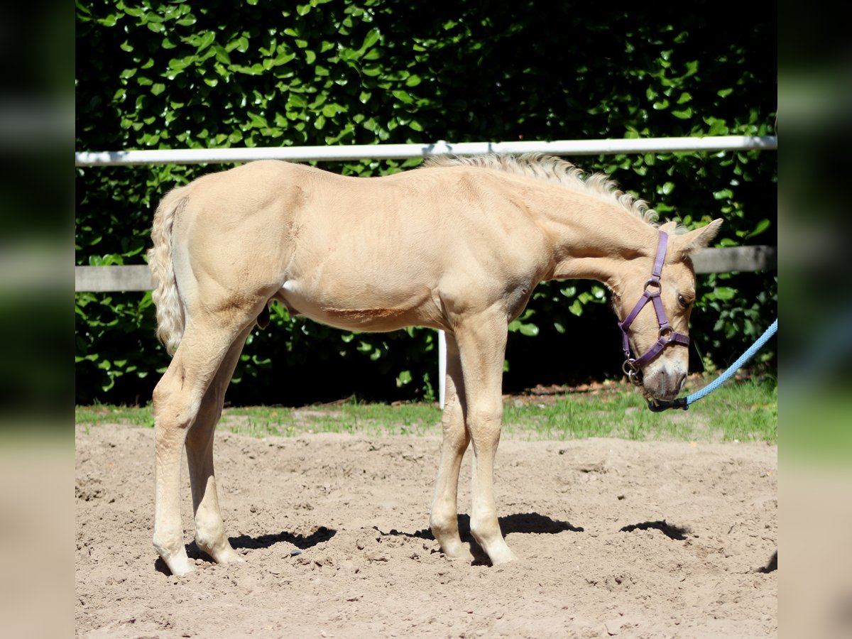 American Quarter Horse Stallion  14,2 hh Palomino in Stade