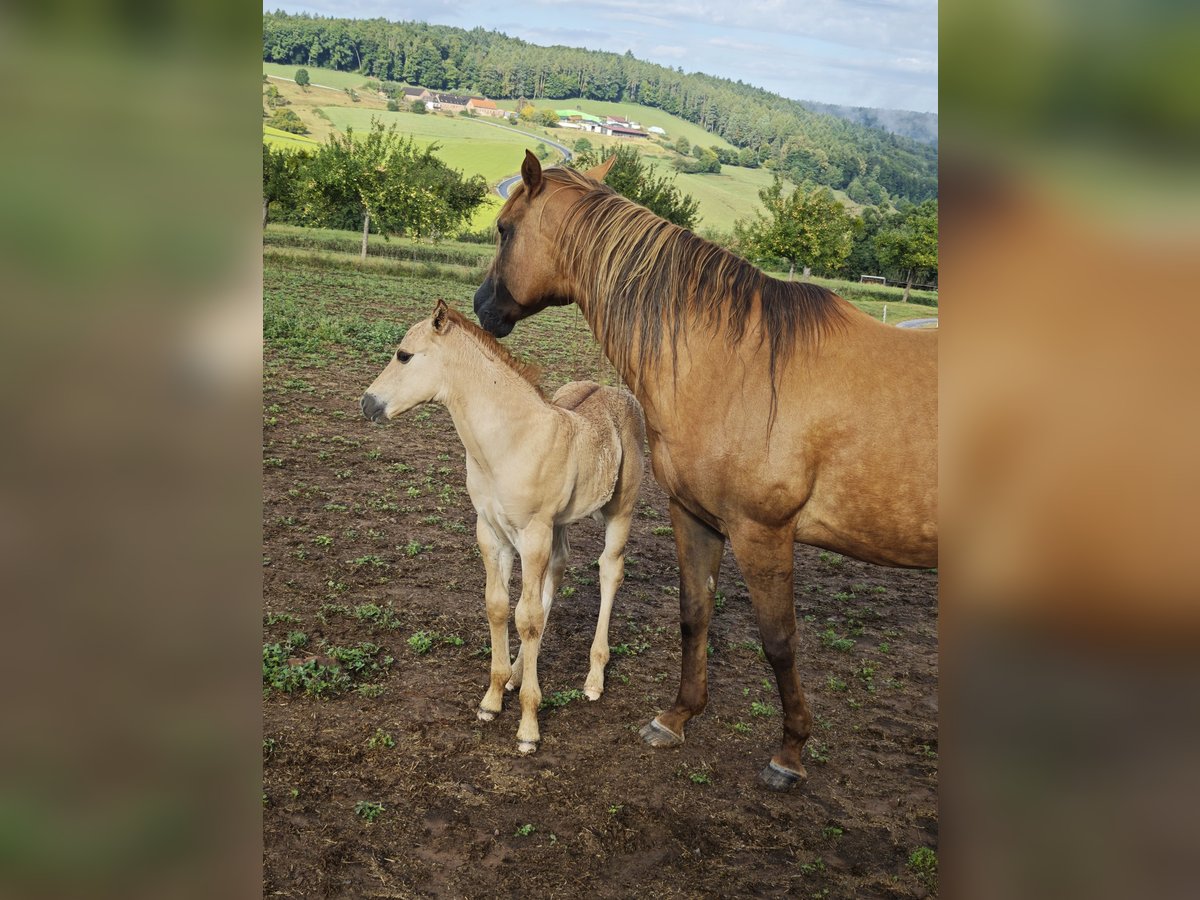 American Quarter Horse Stallion Foal (07/2025) 14,2 hh Red Dun in Klingenberg am Main