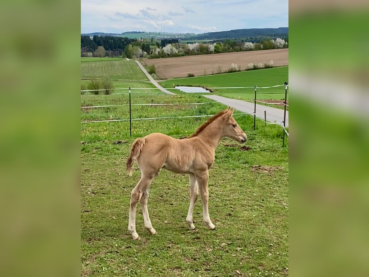American Quarter Horse Stallion  14,2 hh Red Dun in Erbendorf