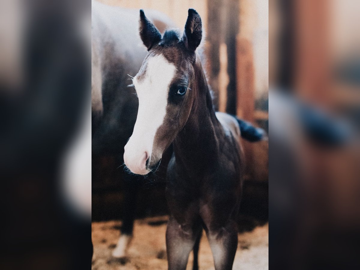 American Quarter Horse Stallion Foal (08/2025) 14,2 hh Roan-Blue in Ljubljana