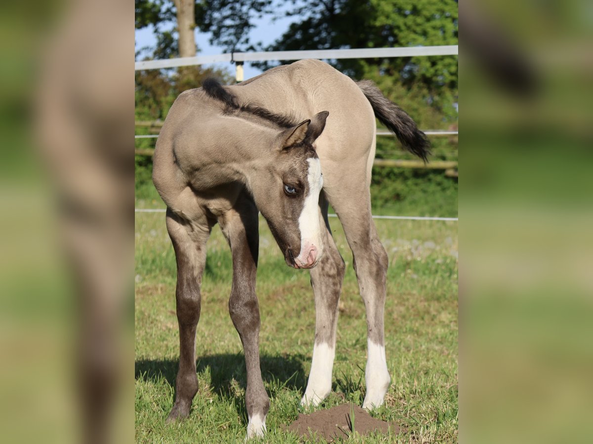 American Quarter Horse Stallion  14,3 hh Grullo in Alt Duvenstedt