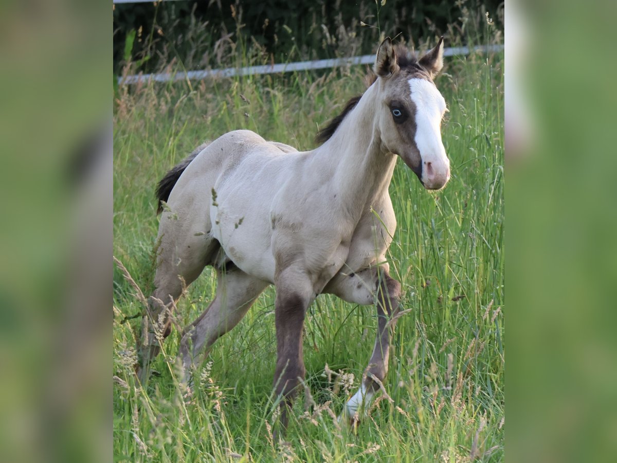 American Quarter Horse Stallion Foal (04/2025) 14,3 hh Grullo in Alt Duvenstedt
