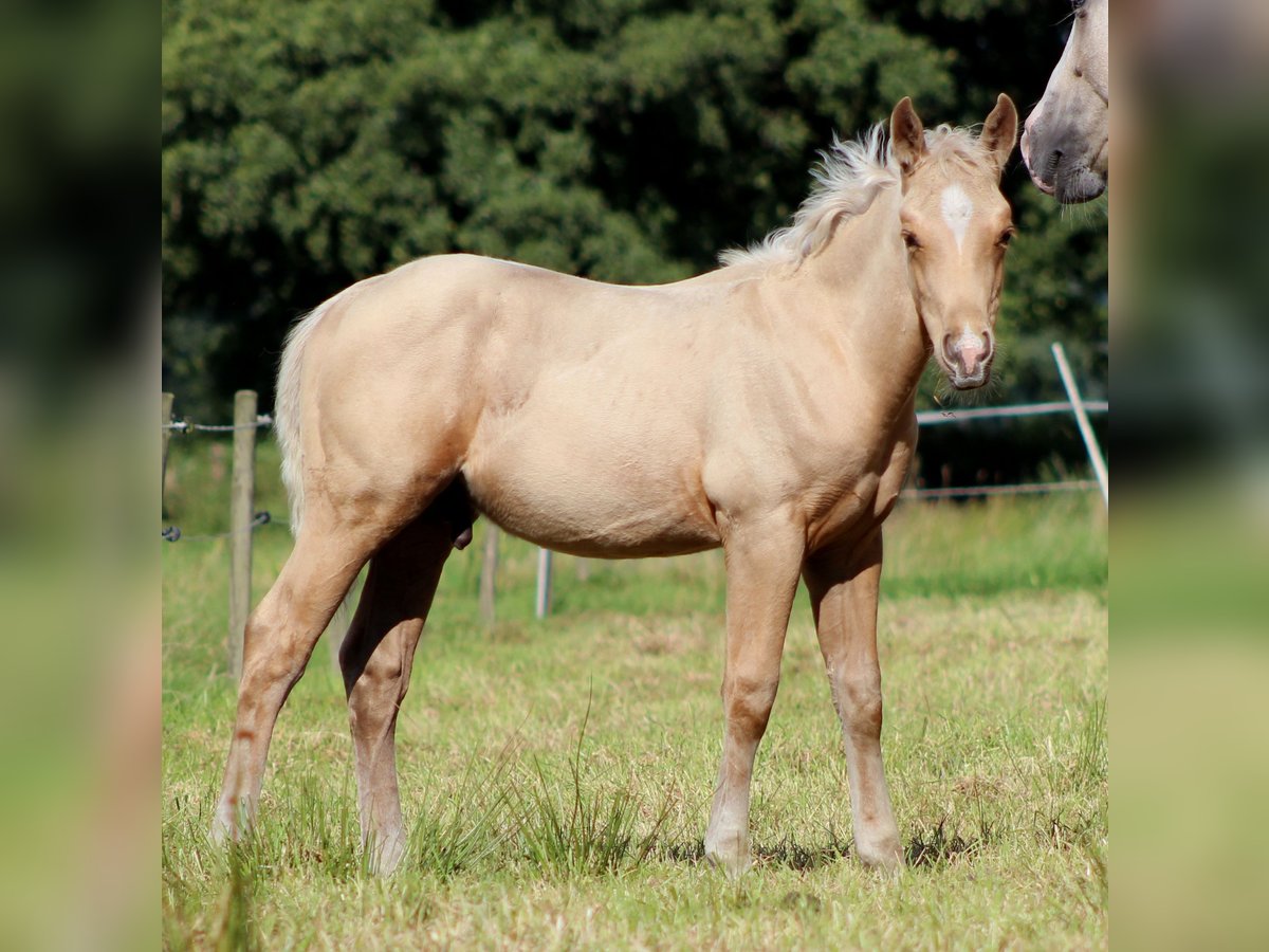 American Quarter Horse Stallion Foal (05/2025) 14,3 hh Palomino in Stade
