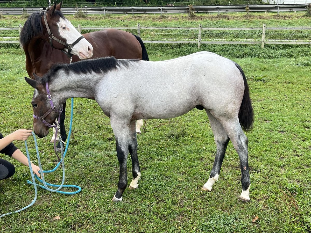 American Quarter Horse Stallion Foal (05/2024) 15,1 hh Roan-Bay in Bad Abbach