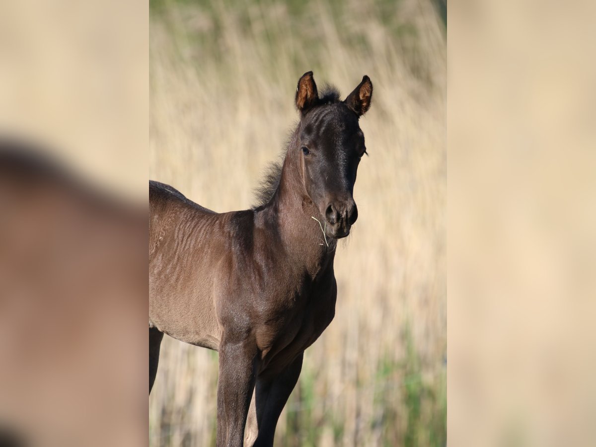 American Quarter Horse Stallion Foal (04/2024) 15,1 hh Roan-Blue in Börgerende-Rethwisch