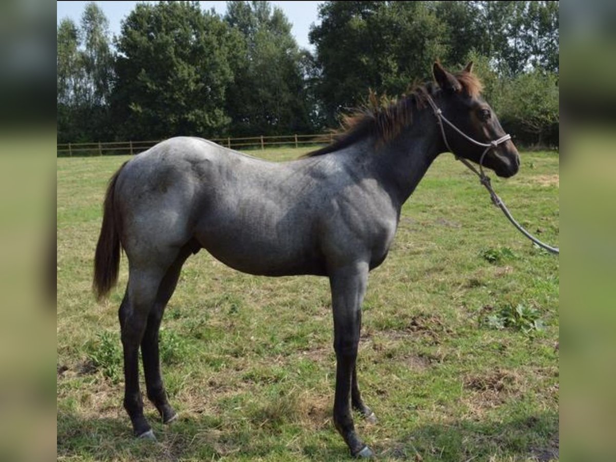 American Quarter Horse Stallion Foal (05/2024) 15,1 hh Roan-Blue in Leuvenheim