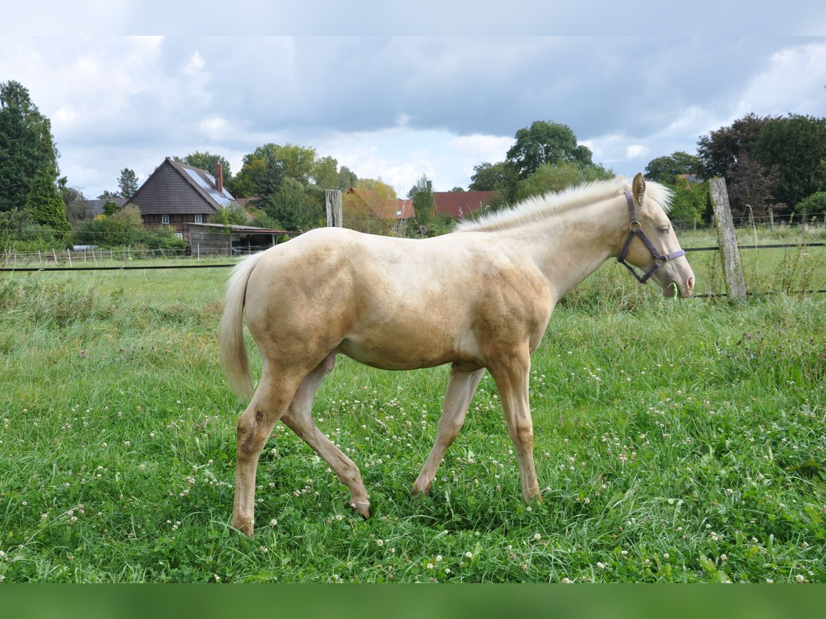 American Quarter Horse Stallion Foal (05/2024) 15,2 hh Champagne in Bückeburg Evesen