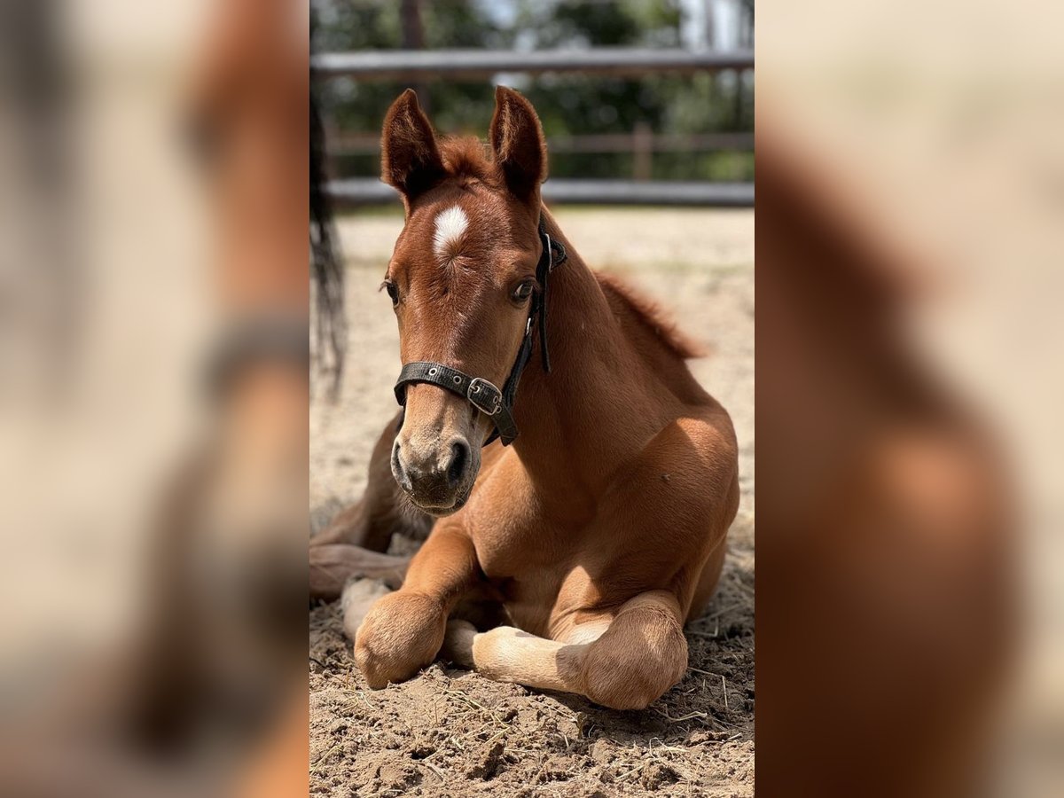 American Quarter Horse Stallion Foal (06/2024) 15,2 hh Chestnut-Red in Midwolde