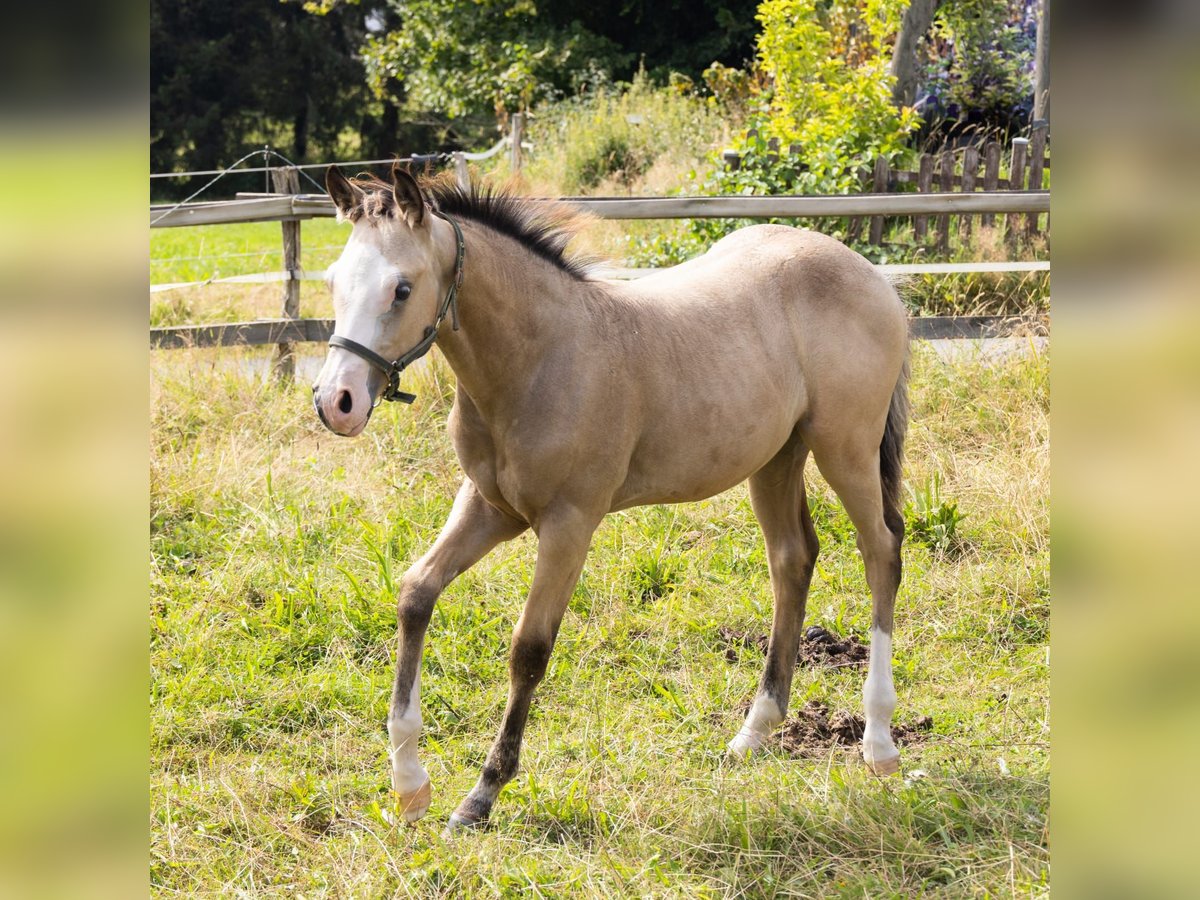 American Quarter Horse Stallion Foal (05/2024) 15 hh Buckskin in Radevormwald