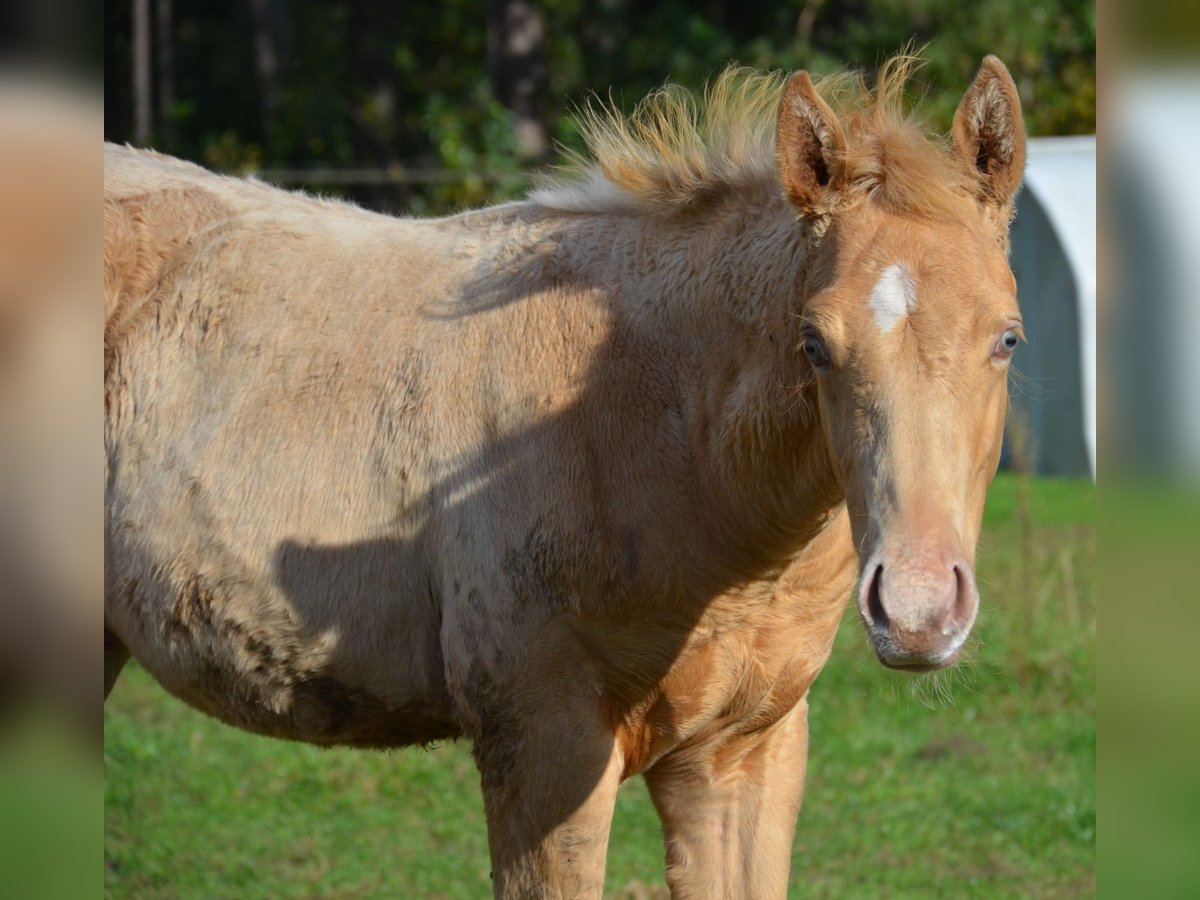 American Quarter Horse Stallion Foal (06/2024) 15 hh Champagne in Nordhorn