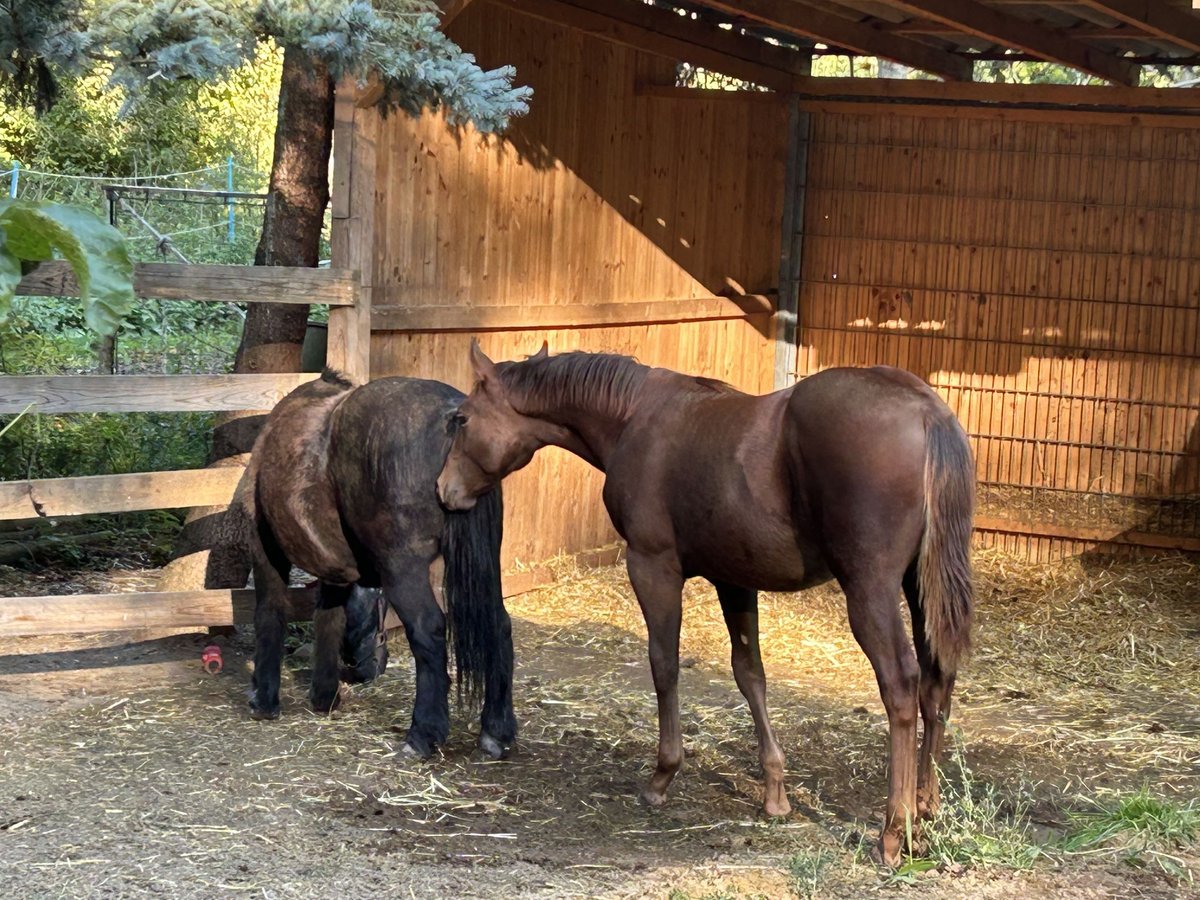 American Quarter Horse Stallion Foal (03/2025) 15 hh Chestnut in Steinebrunn American Quarter Horse Stallion Foal (03/2025) 15 hh Chestnut in Steinebrunn