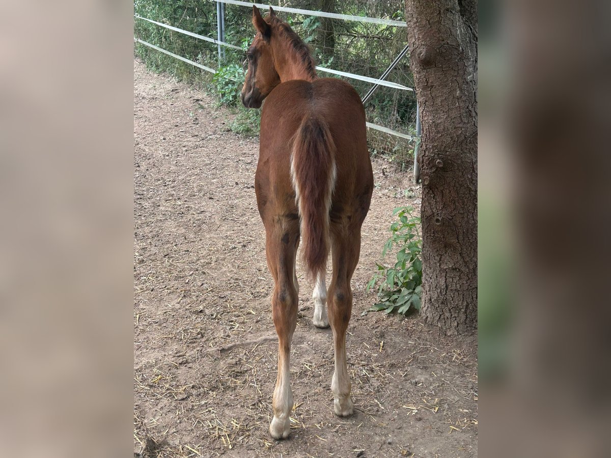 American Quarter Horse Stallion Foal (03/2025) 15 hh Chestnut in Steinebrunn