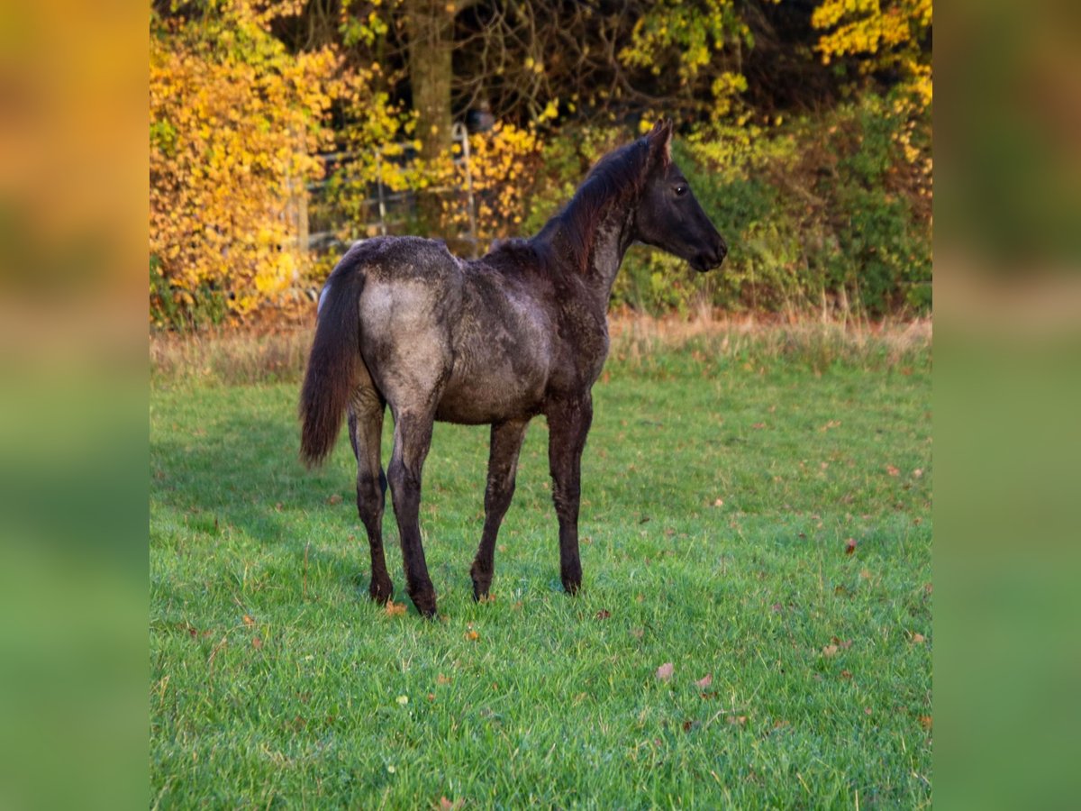 American Quarter Horse Stallion Foal (04/2025) 15 hh Roan-Blue in Breitenbach