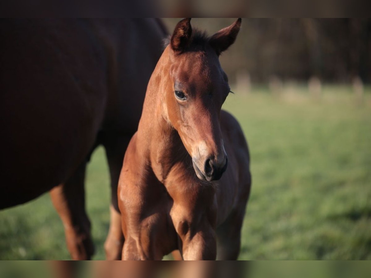American Quarter Horse Stallion  15,1 hh Brown in Marklohe