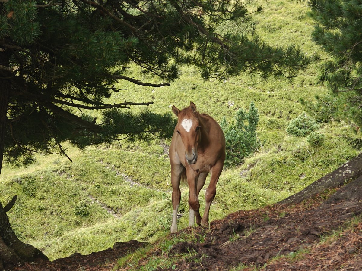 American Quarter Horse Mix Stallion Foal (04/2025) 15,1 hh Chestnut-Red in Tarrenz