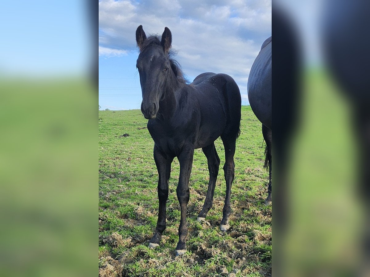 American Quarter Horse Stallion Foal (06/2025) 15,2 hh Black in Luxemburg