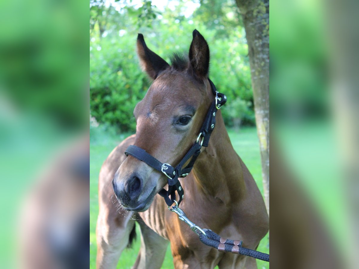 American Quarter Horse Stallion  15,2 hh Brown in Midwolde
