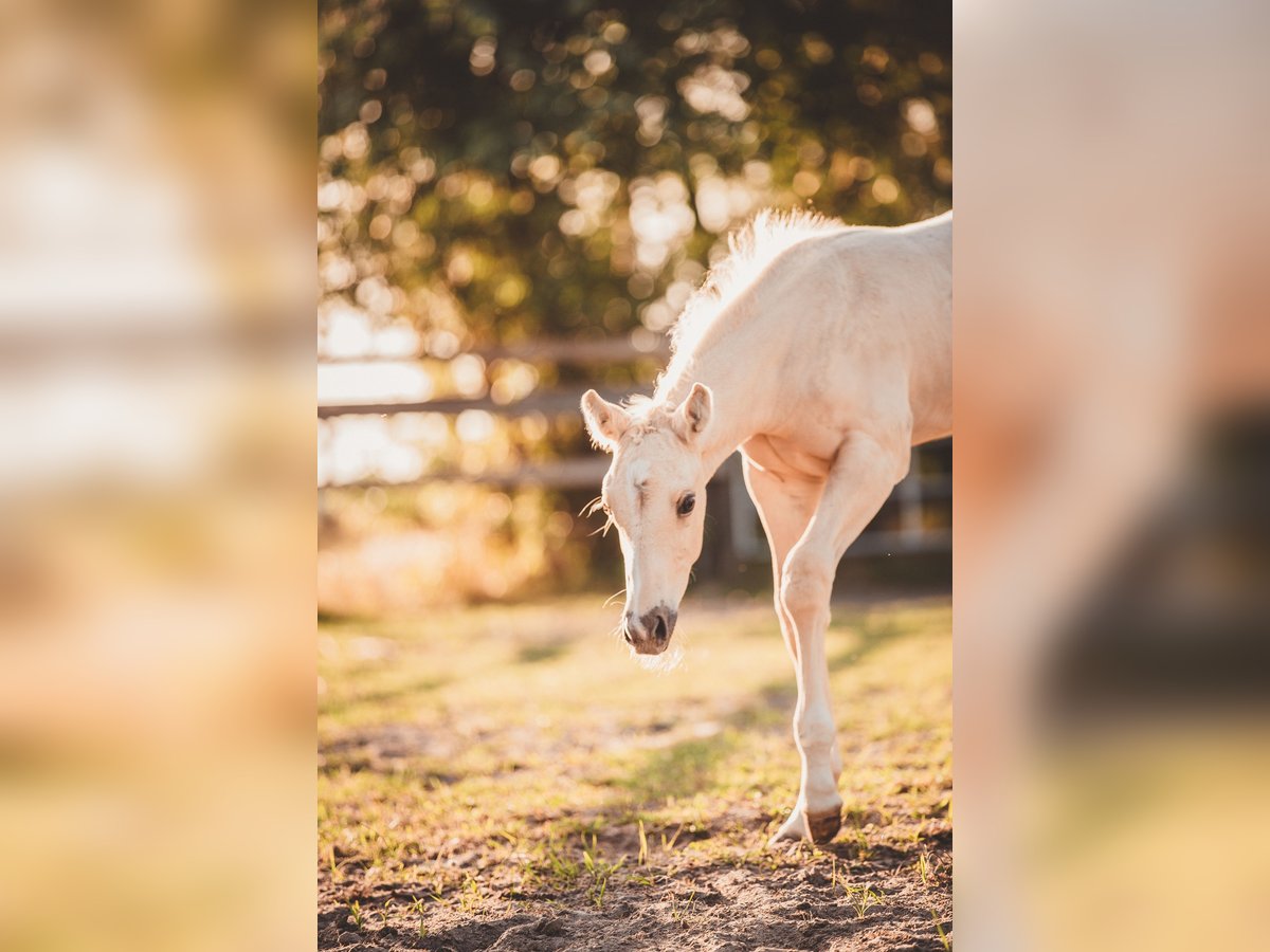 American Quarter Horse Stallion Foal (05/2025) 16 hh Palomino in Rheine