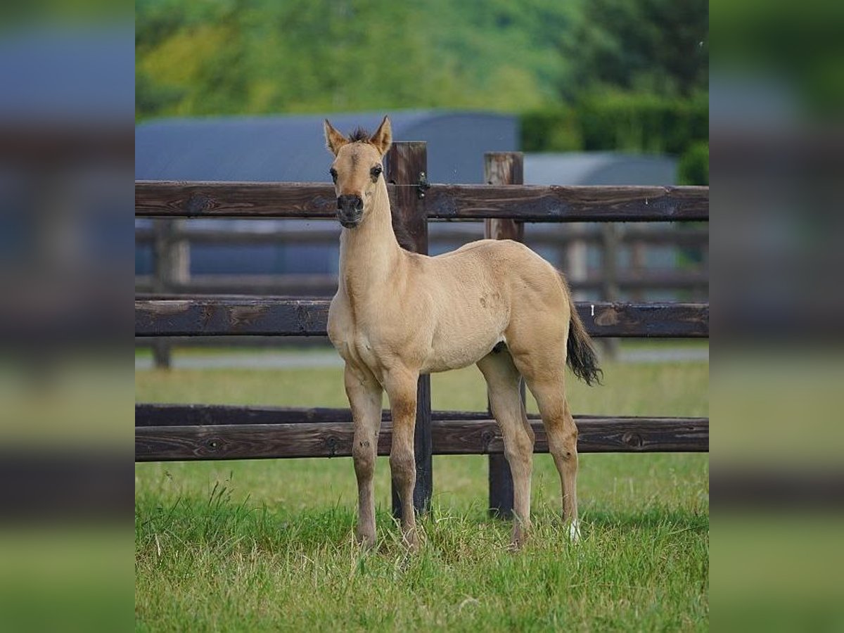American Quarter Horse Stallion  9,2 hh Red Dun in Cromvoirt