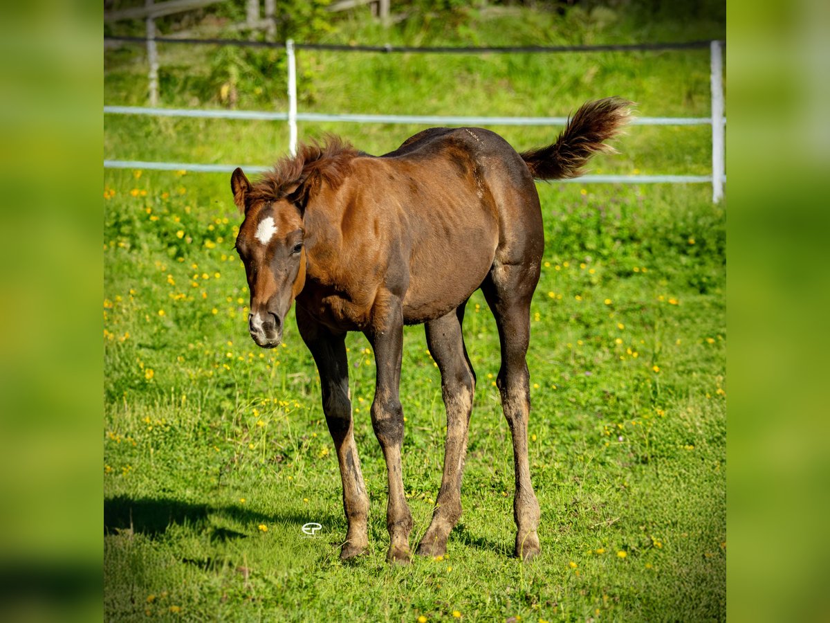 American Quarter Horse Stallion Foal (05/2025) Bay-Dark in Deutschnofen