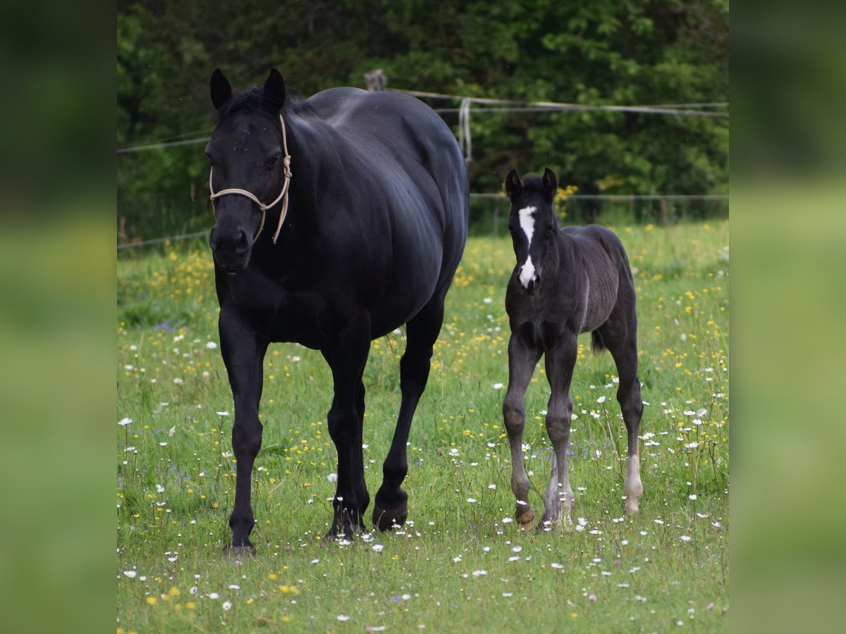 American Quarter Horse Stallion  Black in Prosečné/Trutnov