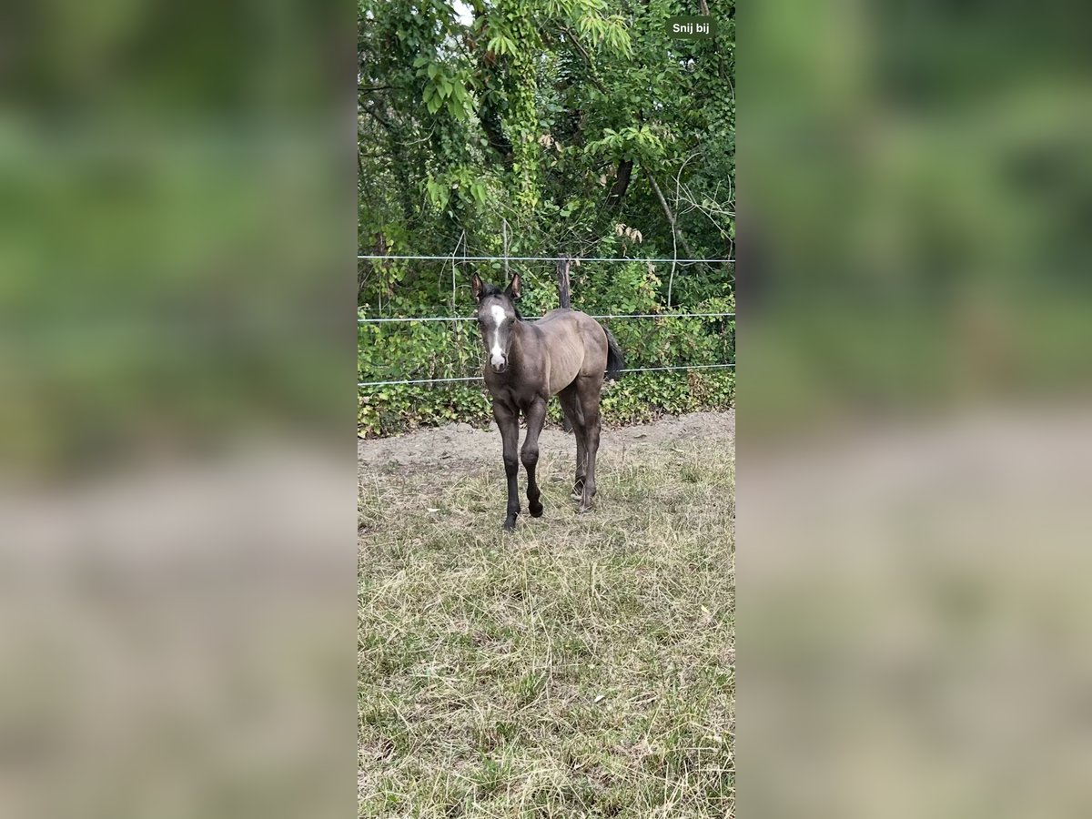 American Quarter Horse Stallion Foal (05/2025) Black in Herselt