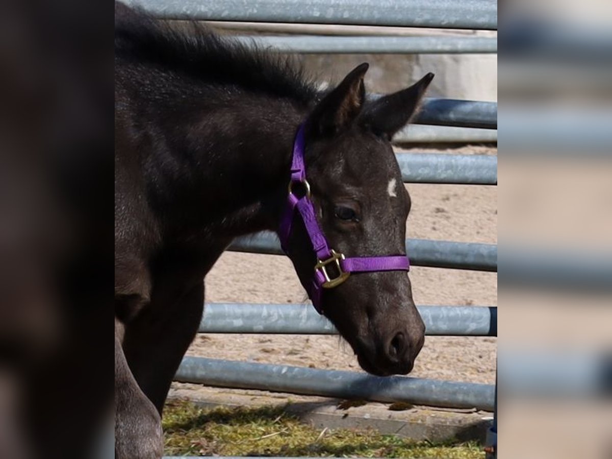 American Quarter Horse Stallion  Black in Kemnath