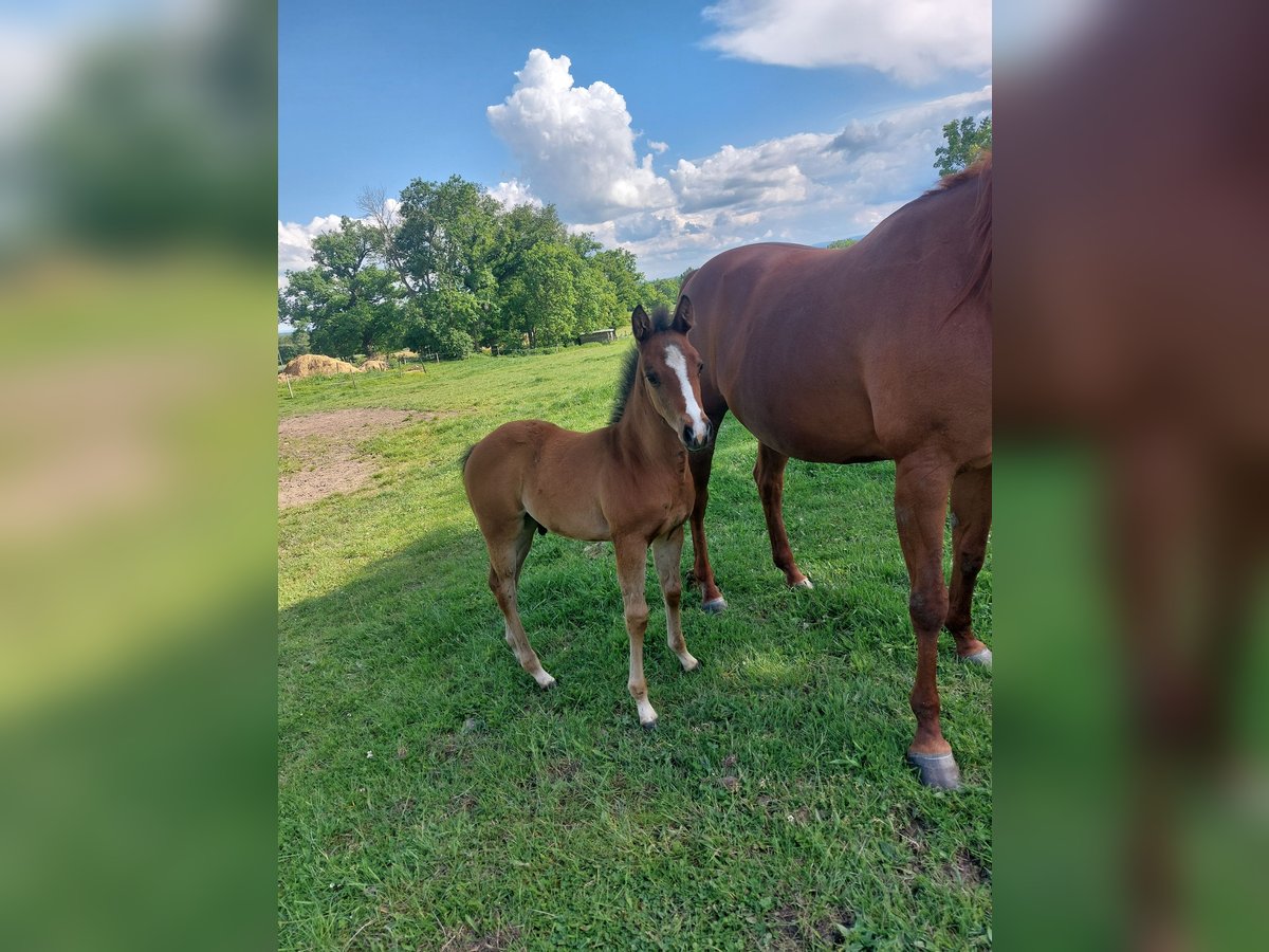 American Quarter Horse Stallion  Brown in Pommiers en Forez