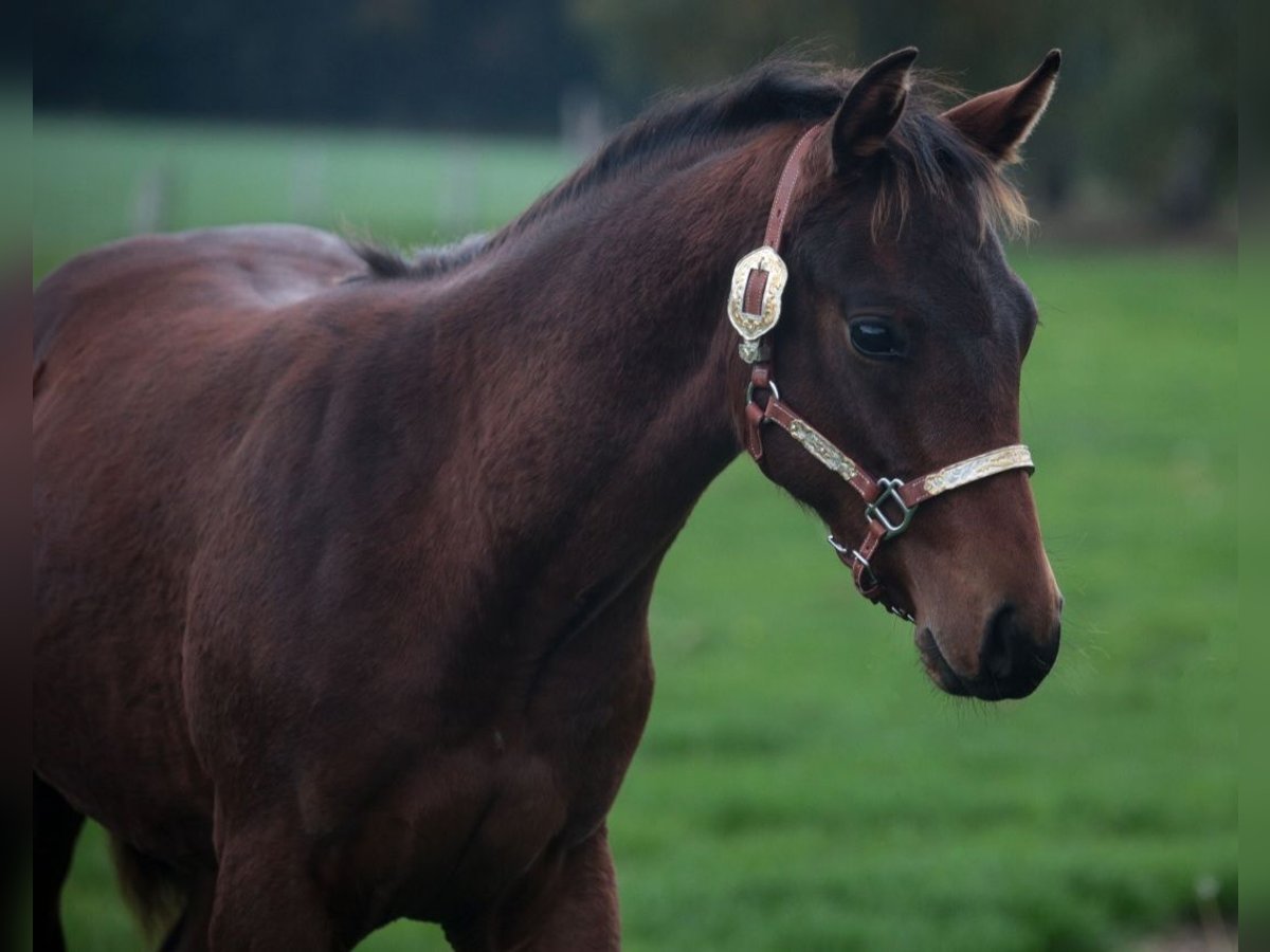 American Quarter Horse Stallion Foal (03/2025) Brown in Marklohe