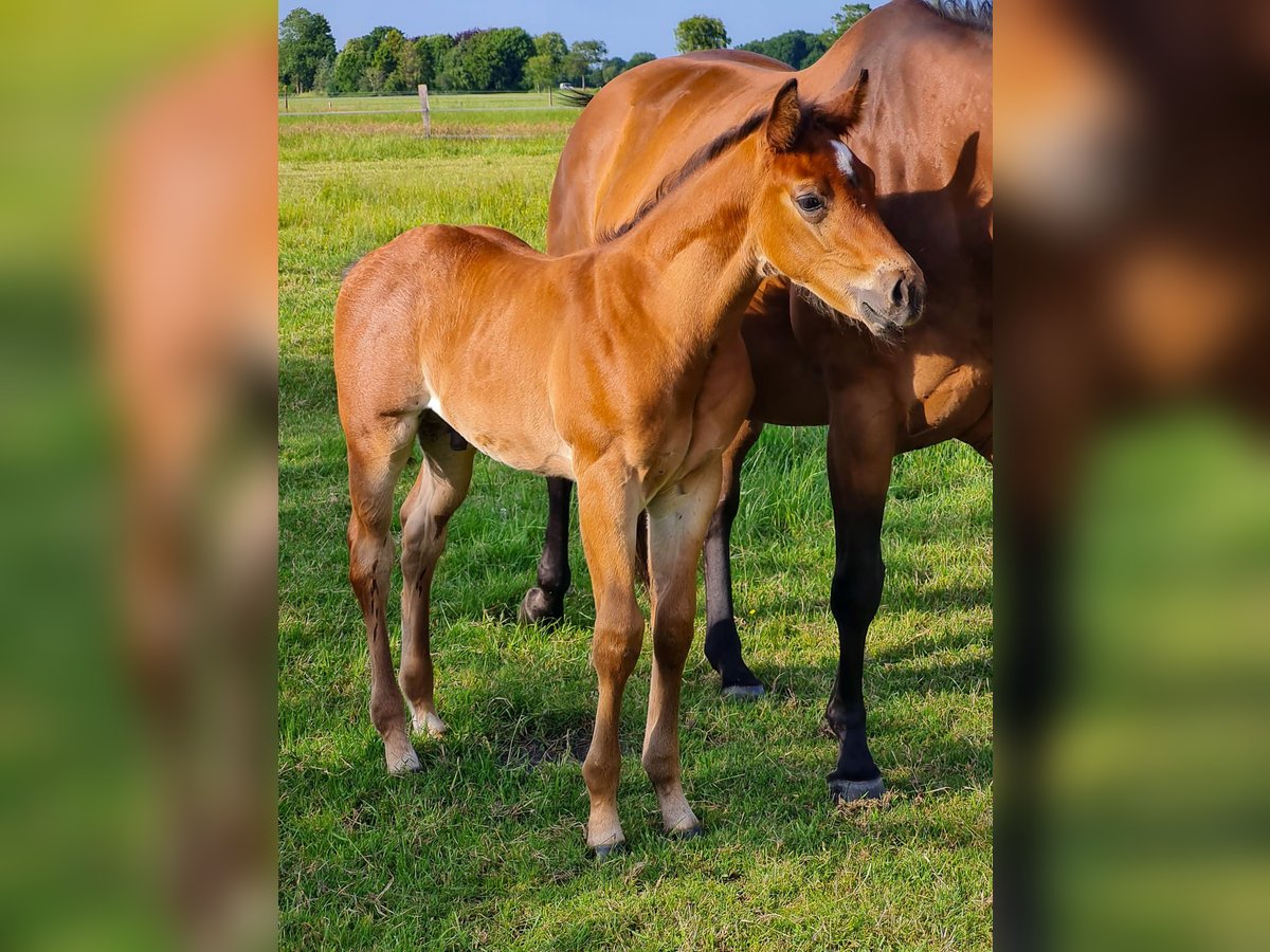 American Quarter Horse Stallion Foal (05/2025) Brown in Friedeburg