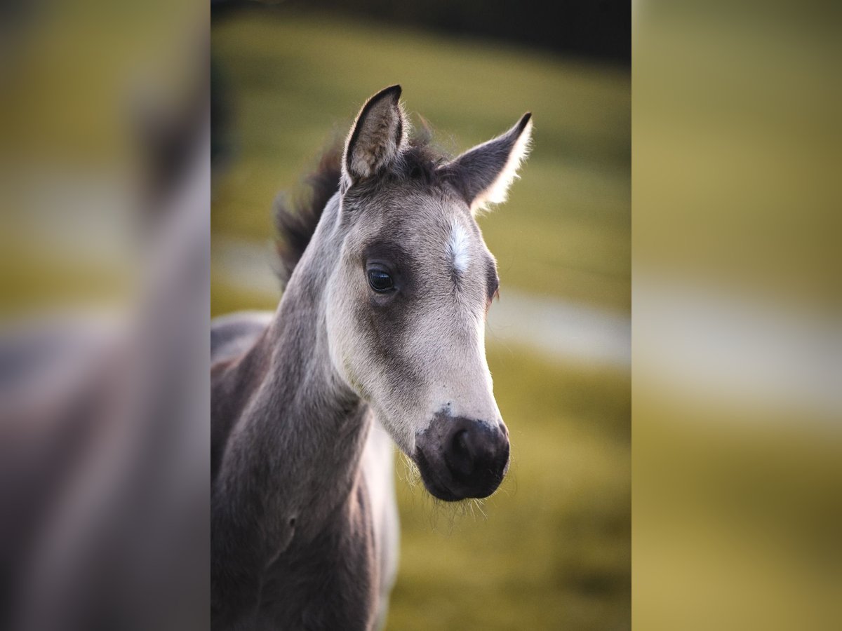 American Quarter Horse Stallion  Buckskin in Ehingen