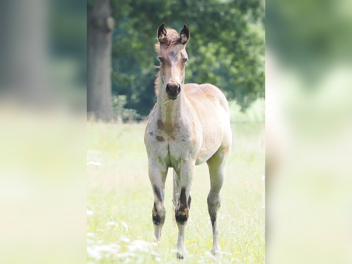 American Quarter Horse Stallion Foal (05/2025) Buckskin in Hagen im Bremischen