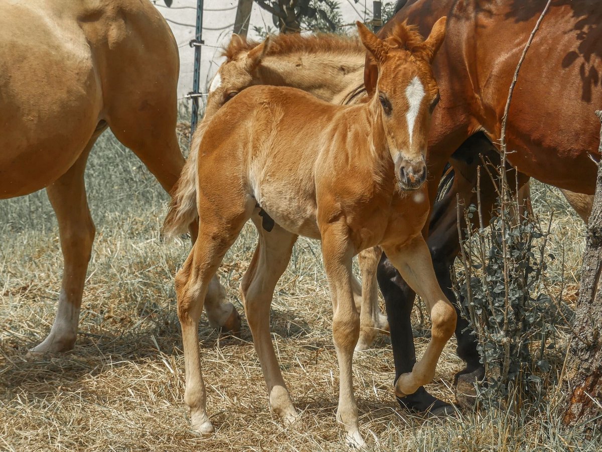 American Quarter Horse Stallion Foal (04/2025) Chestnut in Solingen8