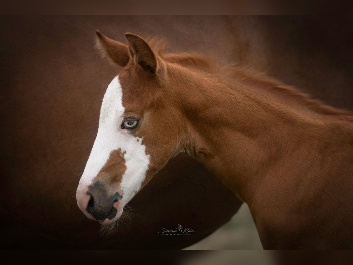 American Quarter Horse Stallion Foal (06/2025) Chestnut-Red in Altenkirchen