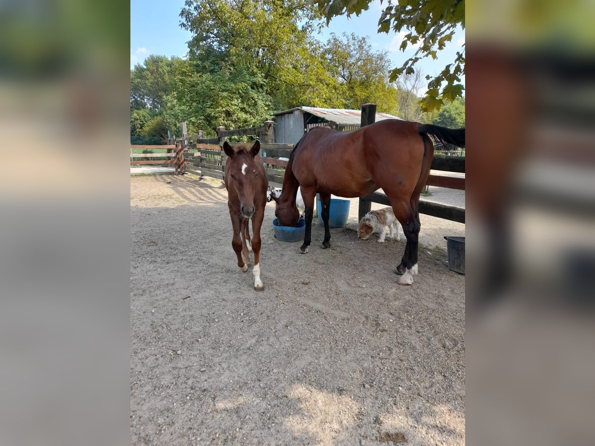 American Quarter Horse Stallion Foal (04/2024) Chestnut-Red in Palazzo Canavese