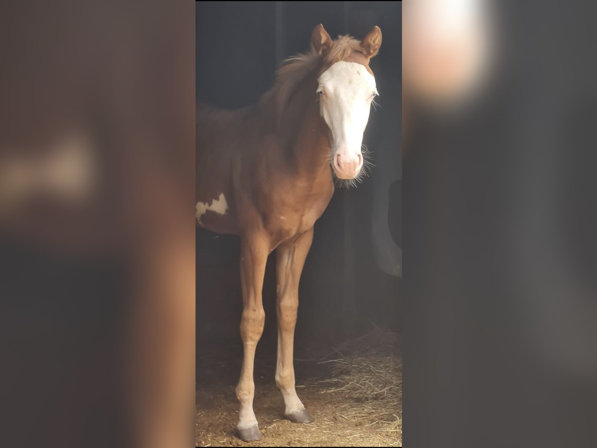 American Quarter Horse Stallion Foal (01/2024) Chestnut-Red in Kraichtal