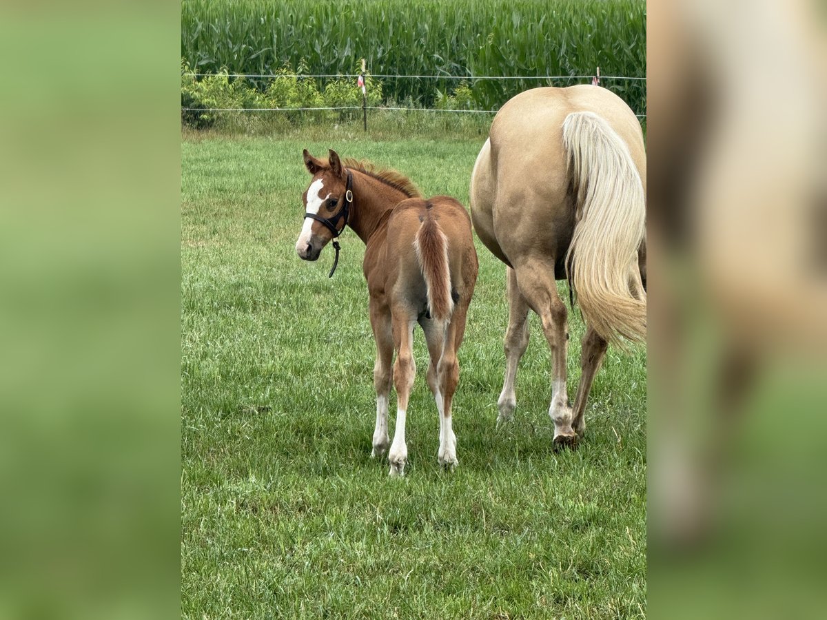 American Quarter Horse Stallion Foal (05/2025) Chestnut-Red in Meppen