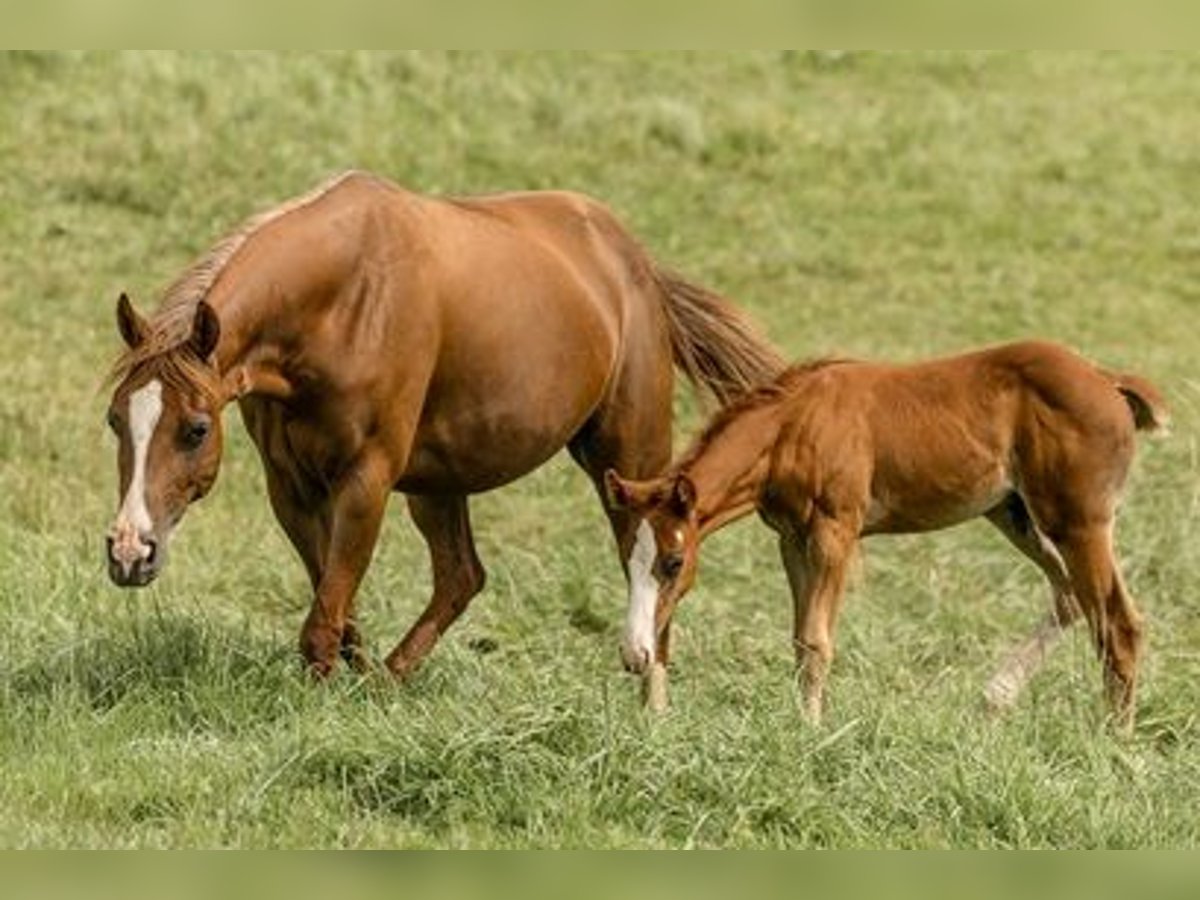 American Quarter Horse Stallion Foal (06/2024) Chestnut in Laubach