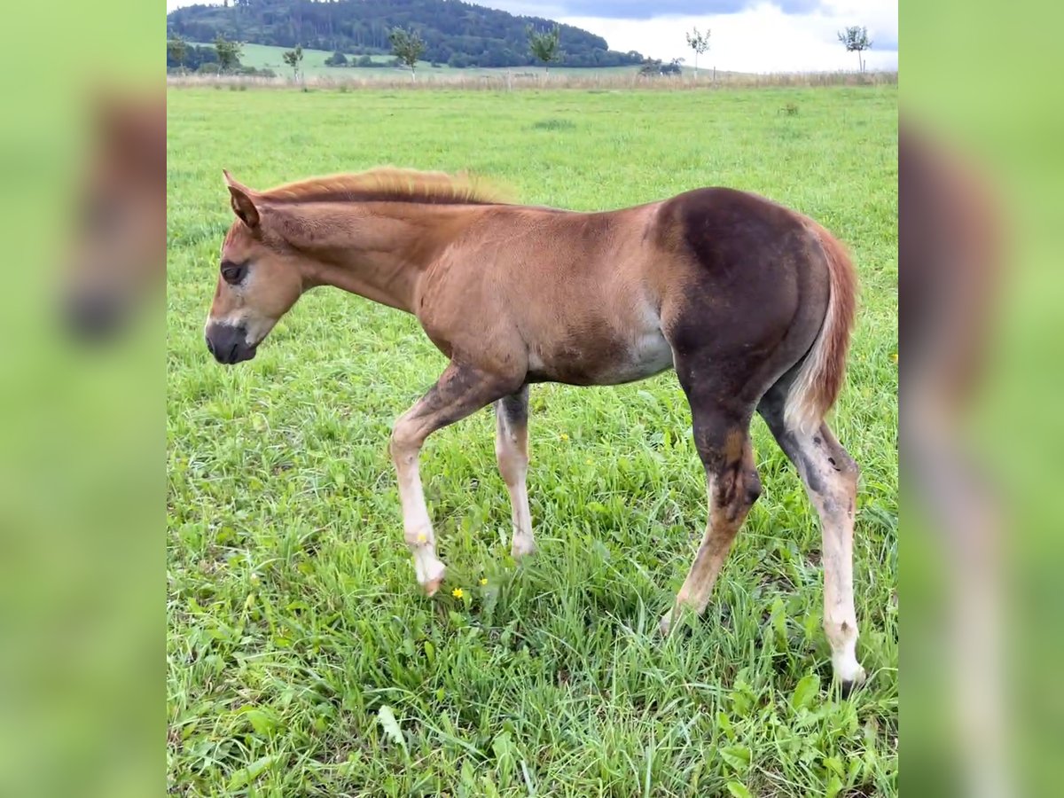 American Quarter Horse Stallion Foal (05/2025) Chestnut in N&#xFD;rsko