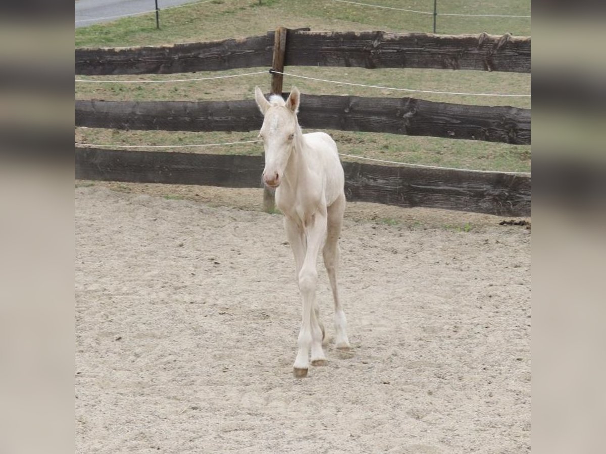 American Quarter Horse Stallion  Cremello in Beinhausen