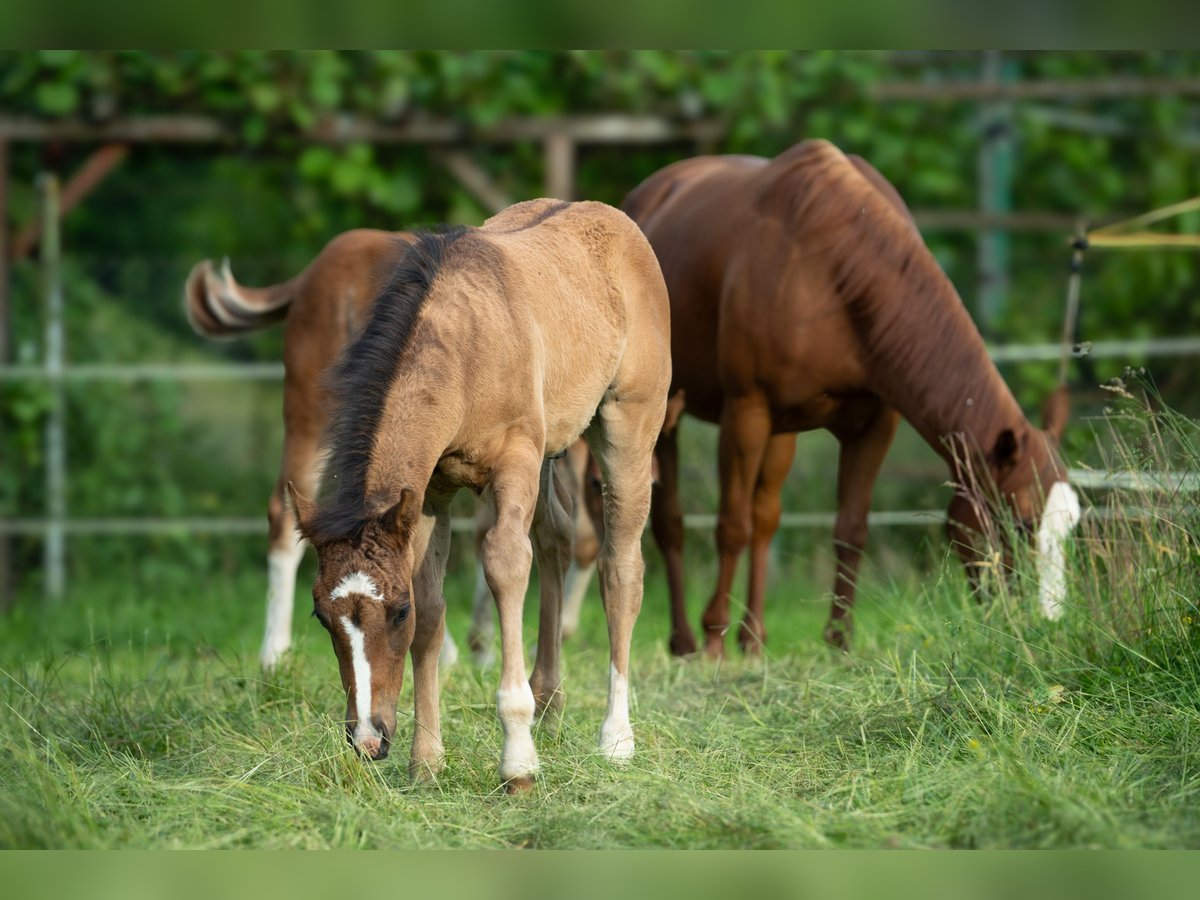 American Quarter Horse Stallion  Dun in Radovljica