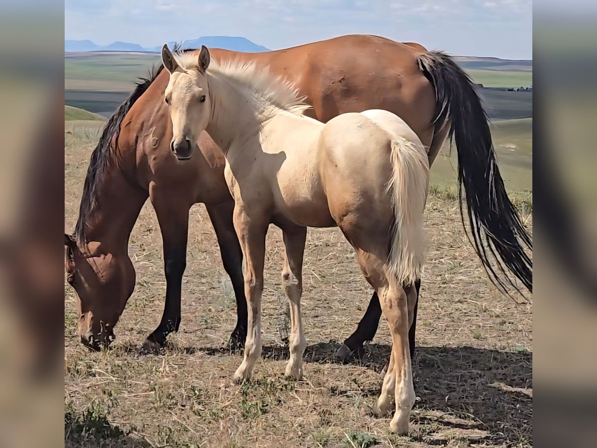 American Quarter Horse Stallion Foal (05/2025) Palomino in Denton