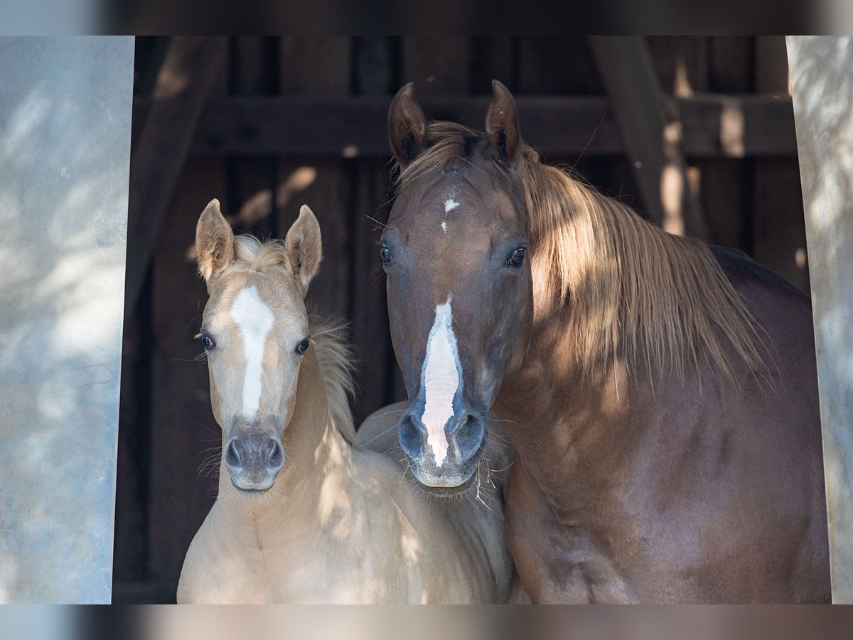 American Quarter Horse Stallion Foal (05/2024) Palomino in Dietenheim