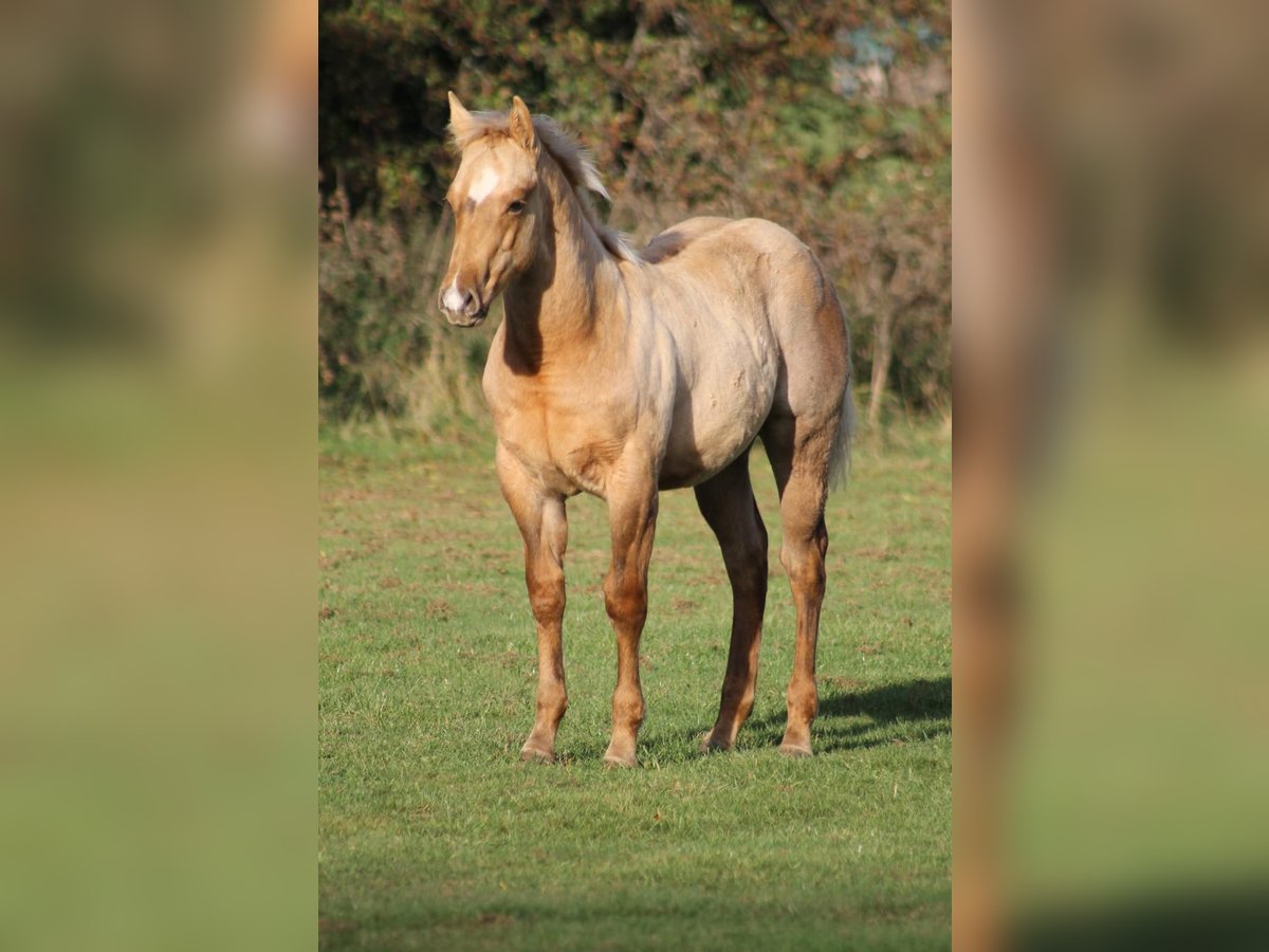 American Quarter Horse Stallion Foal (05/2025) Palomino in Greifenstein