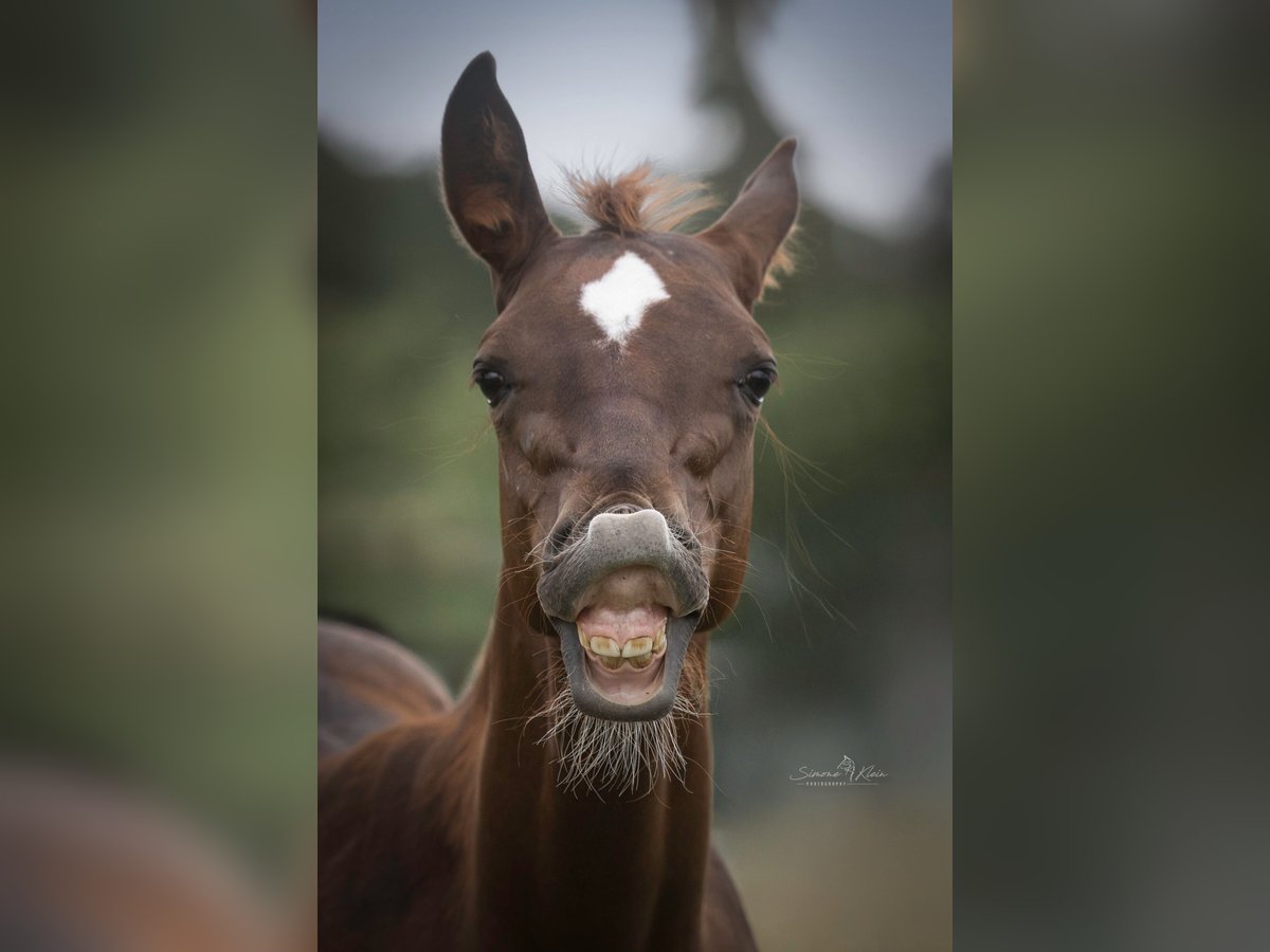 American Quarter Horse Stallion Foal (03/2025) in Altenkirchen