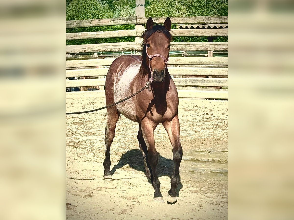 American Quarter Horse Stallion  Roan-Bay in Asti