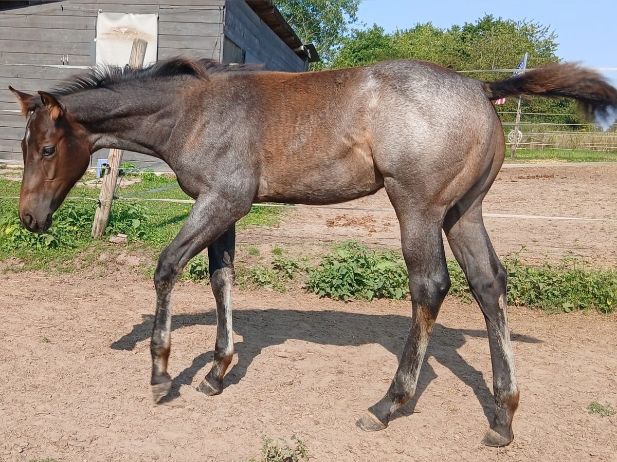 American Quarter Horse Stallion Foal (04/2025) Roan-Bay in V&#xF6;lklingen