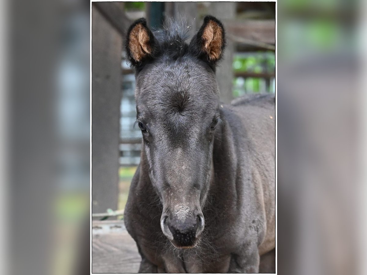 American Quarter Horse Stallion  Roan-Blue in Gifhorn